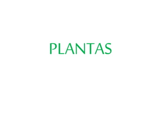 PLANTAS
 