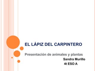 EL LÁPIZ DEL CARPINTERO
Presentación de animales y plantas
Sandra Murillo
4t ESO A
 