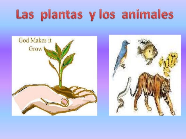 Plantas Y Animales 4