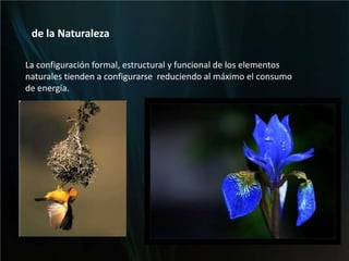 de la NaturalezaLa configuración formal, estructural y funcional de los elementos naturales tienden a configurarse  reduciendo al máximo el consumo de energía.Espirales
