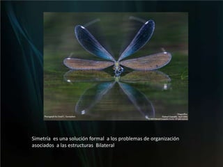 Simetría  es una solución formal  a los problemas de organización asociados  a las estructuras  Bilateral