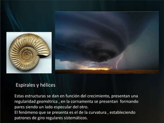 Espirales y hélices Estas estructuras se dan en función del crecimiento, presentan una regularidad geométrica , en la cornamenta se presentan  formando pares siendo un lado especular del otro.El fenómeno que se presenta es el de la curvatura , estableciendo patrones de giro regulares sistemáticos.