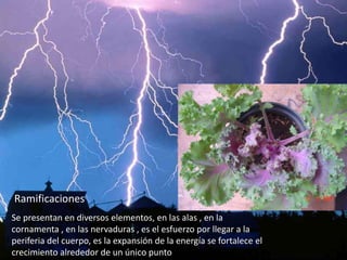 RamificacionesSe presentan en diversos elementos, en las alas , en la cornamenta , en las nervaduras , es el esfuerzo por llegar a la periferia del cuerpo, es la expansión de la energía se fortalece el crecimiento alrededor de un único punto