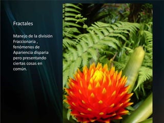 Fractales Manejo de la división Fraccionaria , fenómenos deApariencia disparia pero presentando ciertas cosas en común.