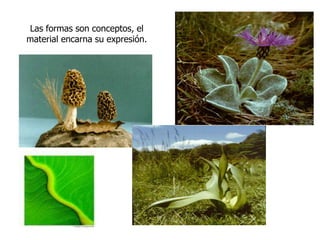 Las formas son conceptos, el material encarna su expresión.