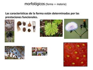 morfológicos (forma + materia)Las características de la forma están determinadas por las prestaciones funcionales. FUNCIONALISMO CRUZADO