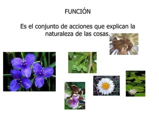 FUNCIÓNEs el conjunto de acciones que explican la naturaleza de las cosas.