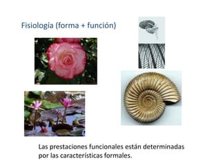 Fisiología (forma + función)Las prestaciones funcionales están determinadas por las características formales. 