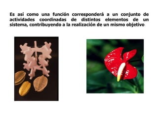 Es así como una función corresponderá a un conjunto de actividades coordinadas de distintos elementos de un sistema, contribuyendo a la realización de un mismo objetivo