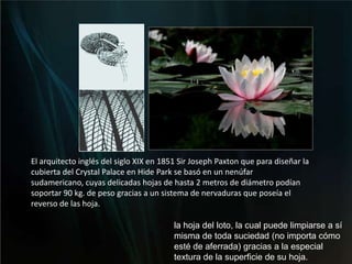 El arquitecto inglés del siglo XIX en 1851 Sir Joseph Paxton que para diseñar la cubierta del CrystalPalace en Hide Park se basó en un nenúfar sudamericano, cuyas delicadas hojas de hasta 2 metros de diámetro podían soportar 90 kg. de peso gracias a un sistema de nervaduras que poseía el reverso de las hoja. la hoja del loto, la cual puede limpiarse a sí misma de toda suciedad (no importa cómo esté de aferrada) gracias a la especial textura de la superficie de su hoja.