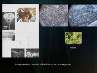 VelcroLa arquitectura también se basó en estructuras vegetales. 