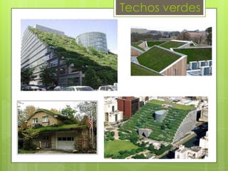 Techos verdes

 