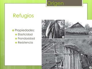 Origen
Refugios
 Propiedades:




Elasticidad
Frondosidad
Resistencia

 