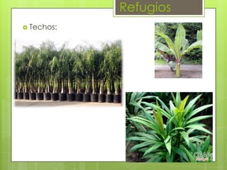 Refugios
 Techos:

 