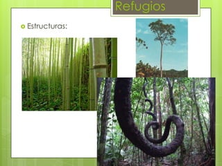 Refugios
 Estructuras:

 