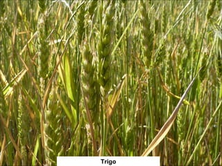 Trigo 
