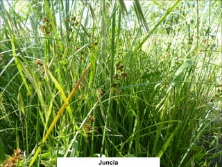 Juncia 
