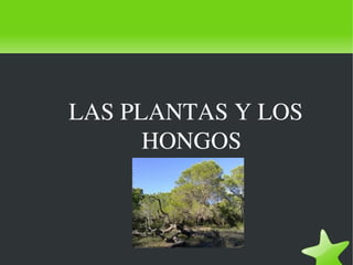 LAS PLANTAS Y LOS 
          HONGOS



             
 