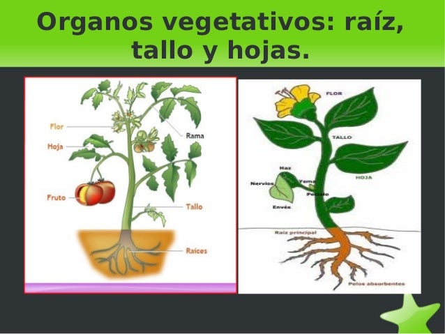 Plantas y hongos