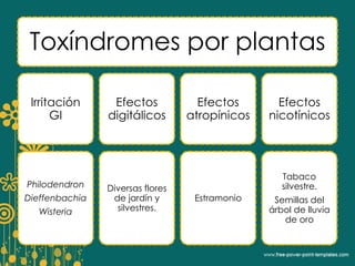 Toxíndromes por plantas 
Irritación 
GI 
Philodendron 
Dieffenbachia 
Wisteria 
Efectos 
digitálicos 
Diversas flores 
de jardín y 
silvestres. 
Efectos 
atropínicos 
Estramonio 
Efectos 
nicotínicos 
Tabaco 
silvestre. 
Semillas del 
árbol de lluvia 
de oro 
 