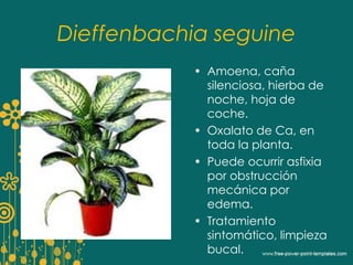 Dieffenbachia seguine 
• Amoena, caña 
silenciosa, hierba de 
noche, hoja de 
coche. 
• Oxalato de Ca, en 
toda la planta. 
• Puede ocurrir asfixia 
por obstrucción 
mecánica por 
edema. 
• Tratamiento 
sintomático, limpieza 
bucal. 
 