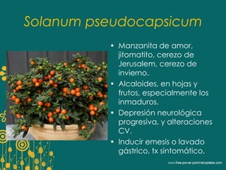 Solanum pseudocapsicum 
• Manzanita de amor, 
jitomatito, cerezo de 
Jerusalem, cerezo de 
invierno. 
• Alcaloides, en hojas y 
frutos, especialmente los 
inmaduros. 
• Depresión neurológica 
progresiva, y alteraciones 
CV. 
• Inducir emesis o lavado 
gástrico, tx sintomático. 
 