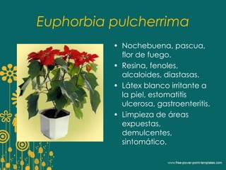 Euphorbia pulcherrima 
• Nochebuena, pascua, 
flor de fuego. 
• Resina, fenoles, 
alcaloides, diastasas. 
• Látex blanco irritante a 
la piel, estomatitis 
ulcerosa, gastroenteritis. 
• Limpieza de áreas 
expuestas, 
demulcentes, 
sintomático. 
 