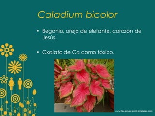 Caladium bicolor 
• Begonia, oreja de elefante, corazón de 
Jesús. 
• Oxalato de Ca como tóxico. 
 