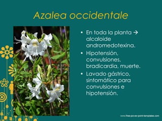 Azalea occidentale 
• En toda la planta  
alcaloide 
andromedotexina. 
• Hipotensión, 
convulsiones, 
bradicardia, muerte. 
• Lavado gástrico, 
sintomático para 
convulsiones e 
hipotensión. 
 