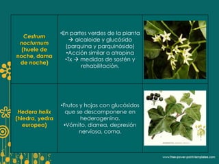 Cestrum 
nocturnum 
(huele de 
noche, dama 
de noche) 
•En partes verdes de la planta 
 alcaloide y glucósido 
(parquina y parquinósido) 
•Acción similar a atropina 
•Tx  medidas de sostén y 
rehabilitación. 
Hedera helix 
(hiedra, yedra 
europea) 
•Frutos y hojas con glucósidos 
que se descomponene en 
hederagenina. 
•Vómito, diarrea, depresión 
nerviosa, coma. 
 