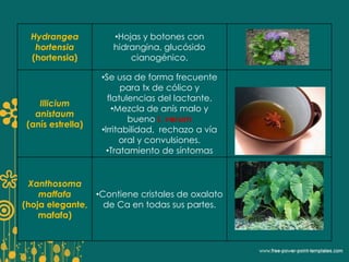 Hydrangea 
hortensia 
(hortensia) 
•Hojas y botones con 
hidrangina, glucósido 
cianogénico. 
Illicium 
anistaum 
(anís estrella) 
•Se usa de forma frecuente 
para tx de cólico y 
flatulencias del lactante. 
•Mezcla de anís malo y 
bueno I. verum 
•Irritabilidad, rechazo a vía 
oral y convulsiones. 
•Tratamiento de síntomas 
Xanthosoma 
maffafa 
(hoja elegante, 
mafafa) 
•Contiene cristales de oxalato 
de Ca en todas sus partes. 
 