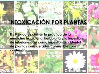 En México es común la práctica de la 
medicina tradicional herbolaria y la ingestión 
de infusiones, así como ingestión accidental 
de plantas consideradas comestibles por 
confusión. 
 