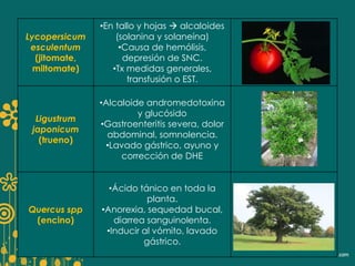 Lycopersicum 
esculentum 
(jitomate, 
miltomate) 
•En tallo y hojas  alcaloides 
(solanina y solaneína) 
•Causa de hemólisis, 
depresión de SNC. 
•Tx medidas generales, 
transfusión o EST. 
Ligustrum 
japonicum 
(trueno) 
•Alcaloide andromedotoxina 
y glucósido 
•Gastroenteritis severa, dolor 
abdominal, somnolencia. 
•Lavado gástrico, ayuno y 
corrección de DHE 
Quercus spp 
(encino) 
•Ácido tánico en toda la 
planta. 
•Anorexia, sequedad bucal, 
diarrea sanguinolenta. 
•Inducir al vómito, lavado 
gástrico. 
 