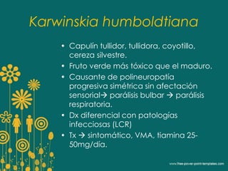 Karwinskia humboldtiana 
• Capulín tullidor, tullidora, coyotillo, 
cereza silvestre. 
• Fruto verde más tóxico que el maduro. 
• Causante de polineuropatía 
progresiva simétrica sin afectación 
sensorial parálisis bulbar  parálisis 
respiratoria. 
• Dx diferencial con patologías 
infecciosas (LCR) 
• Tx  sintomático, VMA, tiamina 25- 
50mg/día. 
 