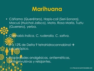 Marihuana 
• Cáñamo (Querétaro), Hapis-coil (Seri-Sonora), 
Macusi (Huichol-Jalisco), Mota, Rosa María, Tuztu 
(Guerrero), yerba. 
• Cannabis índica, C. ruderalia, C. sativa. 
• 5 a 12% de Delta 9 tetrahidrocannabinol  
psicotrópico. 
• Propiedades analgésicas, antieméticas, 
anticonvulsivas y relajantes. 
 