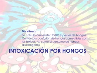 Micetismo. 
Se calcula que existen 2x105 especies de hongos. 
Común por confusión de hongos comestibles con 
los tóxicos. Así como el consumo de hongos 
alucinógenos 
INTOXICACIÓN POR HONGOS 
 