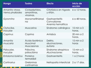 Hongo Toxina Efecto Inicio de 
acción 
Amanita virosa, 
Verna phalloides 
Ciclopéptidos, 
amanitinas, 
virosinas. 
Citotóxico en hígado 
y riñón. 
6 a 12 horas. 
Gyromitra Monometilhidrazi 
na 
Gastroenteritis 
Convulsiones 
Anemia hemolítica 
6 a 48 horas. 
Clytocibe, 
Inocybe 
Muscarina Síndrome colinérgico 15 min a 3 
horas. 
Caprinus Coprina Antabús 20 min a 2 
horas. 
Amanita 
muscaria 
Ácido iboténico 
Muscimol 
Muscazonas 
Delirio, 
alucinaciones, 
euforia 
15 min a 2 
horas 
Psilocybe, 
inocybe 
Psilocina, 
psiloscibina 
Síndrome atropínico 
Alucinaciones 
15 min a 2 
horas. 
Entoloma boletus Proteína 
termolábil 
Gastroenteritis 1 a 2 horas 
Cortinarius Orelaninas 
cortinarinas 
Nefropatía intersticial 2 a 17 días. 
 