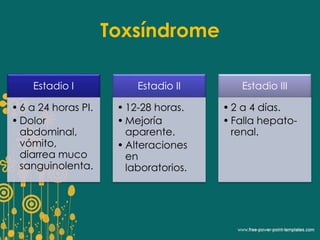 Toxsíndrome 
Estadio I 
• 6 a 24 horas PI. 
• Dolor 
abdominal, 
vómito, 
diarrea muco 
sanguinolenta. 
Estadio II 
• 12-28 horas. 
•Mejoría 
aparente. 
• Alteraciones 
en 
laboratorios. 
Estadio III 
• 2 a 4 días. 
• Falla hepato-renal. 
 