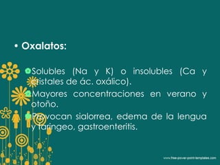 • Oxalatos: 
Solubles (Na y K) o insolubles (Ca y 
cristales de ác. oxálico). 
Mayores concentraciones en verano y 
otoño. 
Provocan sialorrea, edema de la lengua 
y faringeo, gastroenteritis. 
 