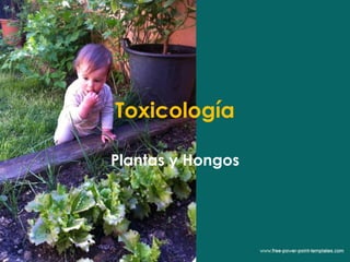 Toxicología 
Plantas y Hongos 
 