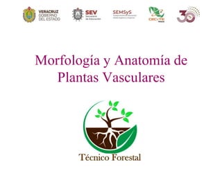 Morfología y Anatomía de
Plantas Vasculares
 