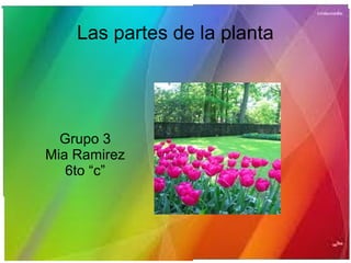 Las partes de la planta
Grupo 3
Mia Ramirez
6to “c”
 