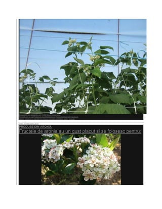 Eingestellt von alexandru um 13:56 Niciun comentariu:
Trimiteţi prin e-mailPostaţi pe blog!Distribuiţi pe TwitterDistribuiţi pe Facebook
Labels: gradina ta, plantatii de zmeura, plantatii profitabile, solar, zmeura

vineri, 17 februarie 2012
PRODUSE DIN ARONIA
Fructele de aronia au un gust placut si se folosesc pentru:
 