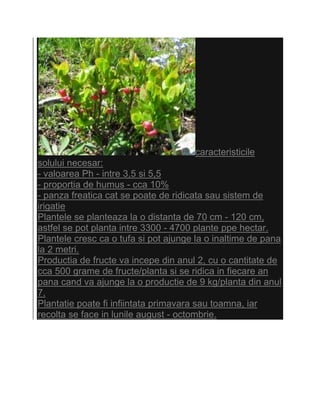 caracteristicile
solului necesar:
- valoarea Ph - intre 3,5 si 5,5
- proportia de humus - cca 10%
- panza freatica cat se poate de ridicata sau sistem de
irigatie
Plantele se planteaza la o distanta de 70 cm - 120 cm,
astfel se pot planta intre 3300 - 4700 plante ppe hectar.
Plantele cresc ca o tufa si pot ajunge la o inaltime de pana
la 2 metri.
Productia de fructe va incepe din anul 2, cu o cantitate de
cca 500 grame de fructe/planta si se ridica in fiecare an
pana cand va ajunge la o productie de 9 kg/planta din anul
7.
Plantatie poate fi infiintata primavara sau toamna, iar
recolta se face in lunile august - octombrie.
 