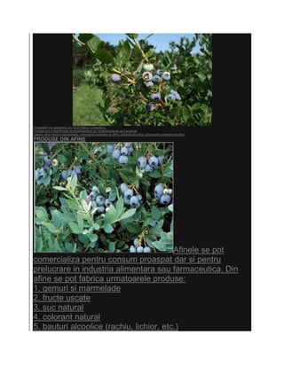 Eingestellt von alexandru um 14:24 Niciun comentariu:
Trimiteţi prin e-mailPostaţi pe blog!Distribuiţi pe TwitterDistribuiţi pe Facebook
Labels: afine venituri substantiale, consultanta plantatie de afine, plantatie de afine, solul pentru plantatie de afine
PRODUSE DIN AFINE




                                          Afinele se pot
comercializa pentru consum proaspat dar si pentru
prelucrare in industria alimentara sau farmaceutica. Din
afine se pot fabrica urmatoarele produse:
1. gemuri si marmelade
2. fructe uscate
3. suc natural
4. colorant natural
5. bauturi alcoolice (rachiu, lichior, etc.)
 