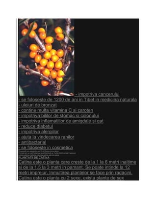 - impotriva cancerului
- se foloseste de 1200 de ani in Tibet in medicina naturala
- uleiuri de bronzat
- contine multa vitamina C si caroten
- impotriva bililor de stomac si colonului
- impotriva inflamatiilor de amigdale si gat
- reduce diabetul
- impotriva alergiilor
- ajuta la vindecarea ranilor
- antibacterial
- se foloseste in cosmetica
Eingestellt von alexandru um 15:48 Niciun comentariu:
Trimiteţi prin e-mailPostaţi pe blog!Distribuiţi pe TwitterDistribuiţi pe Facebook
Labels: catina, medicina naturista catina, ulei de catina
PLANTATII DE CATINA
Catina este o planta care creste de la 1 la 6 metri inaltime
si de la 1.5 la 3 metri in pamant. Se poate intinde la 12
metri imprejur. Inmultirea plantelor se face prin radacini.
Catina este o planta cu 2 sexe, exista plante de sex
 