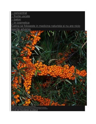 - concentrat
 - fructe uscate
 - baton
 - in cosmetica
Catina se foloseste in medicina naturista si nu are nicio
reactie adversa




Eingestellt von alexandru um 15:44 Niciun comentariu:
Trimiteţi prin e-mailPostaţi pe blog!Distribuiţi pe TwitterDistribuiţi pe Facebook
Labels: catina, plantatii de catina, produse de catina, suc de catina, vin de catina
LA CE SE FOLOSESC ALUNELE
 