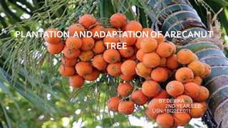 PLANTATION ANDADAPTATIONOF ARECANUT
TREE
BY:DEVIKA
2ND YEAR,EEE
USN:1BI22EE011
 