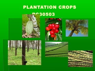 PLANTATION CROPS 
RC30503 
 