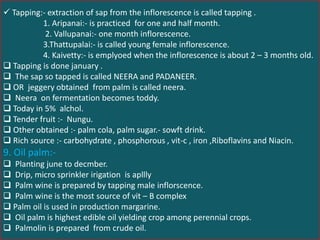  Tapping:- extraction of sap from the inflorescence is called tapping .
1. Aripanai:- is practiced for one and half month.
2. Vallupanai:- one month inflorescence.
3.Thattupalai:- is called young female inflorescence.
4. Kaivetty:- is emplyoed when the inflorescence is about 2 – 3 months old.
 Tapping is done january .
 The sap so tapped is called NEERA and PADANEER.
 OR jeggery obtained from palm is called neera.
 Neera on fermentation becomes toddy.
 Today in 5% alchol.
 Tender fruit :- Nungu.
 Other obtained :- palm cola, palm sugar.- sowft drink.
 Rich source :- carbohydrate , phosphorous , vit-c , iron ,Riboflavins and Niacin.
9. Oil palm:-
 Planting june to decmber.
 Drip, micro sprinkler irigation is apllly
 Palm wine is prepared by tapping male inflorscence.
 Palm wine is the most source of vit – B complex
 Palm oil is used in production margarine.
 Oil palm is highest edible oil yielding crop among perennial crops.
 Palmolin is prepared from crude oil.
 
